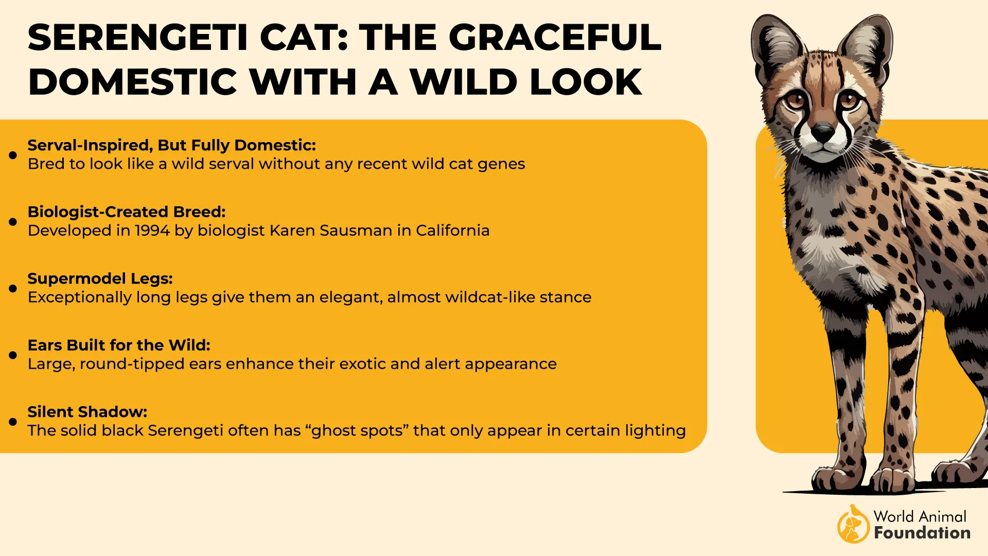 Serengeti Cat The Graceful Domestic with a Wild Look-01