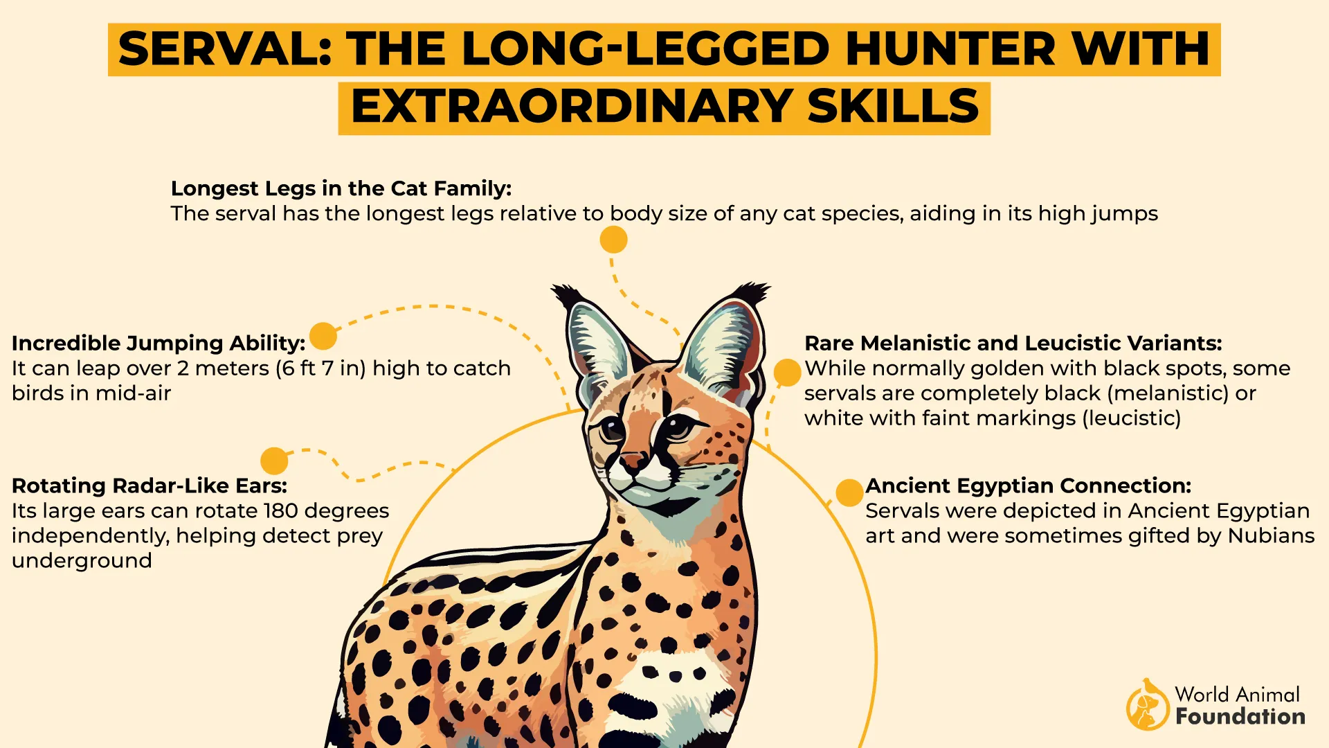 Serval The Long-Legged Hunter with Extraordinary Skills-01