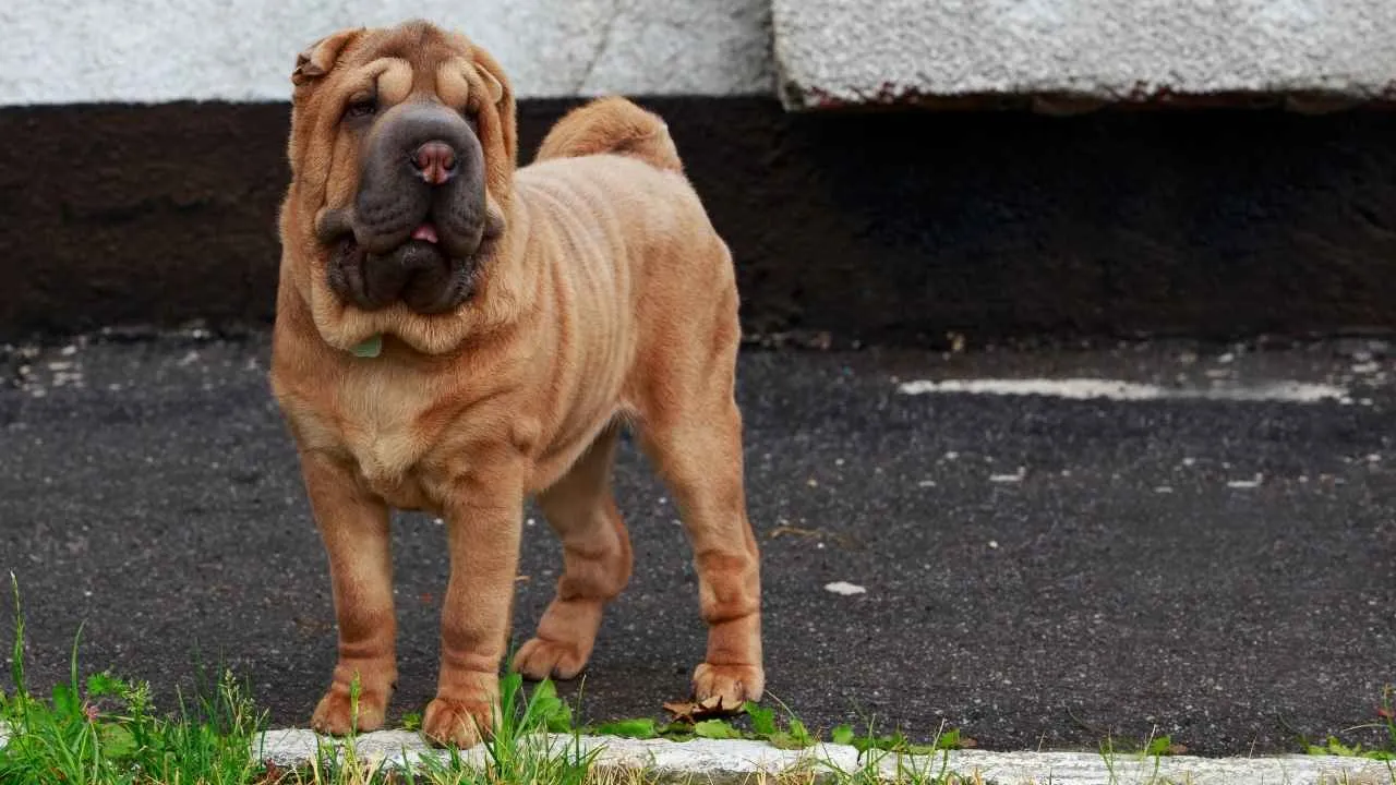 Shar Pei