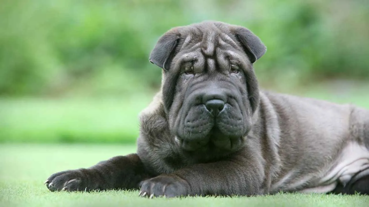 Shar Pei