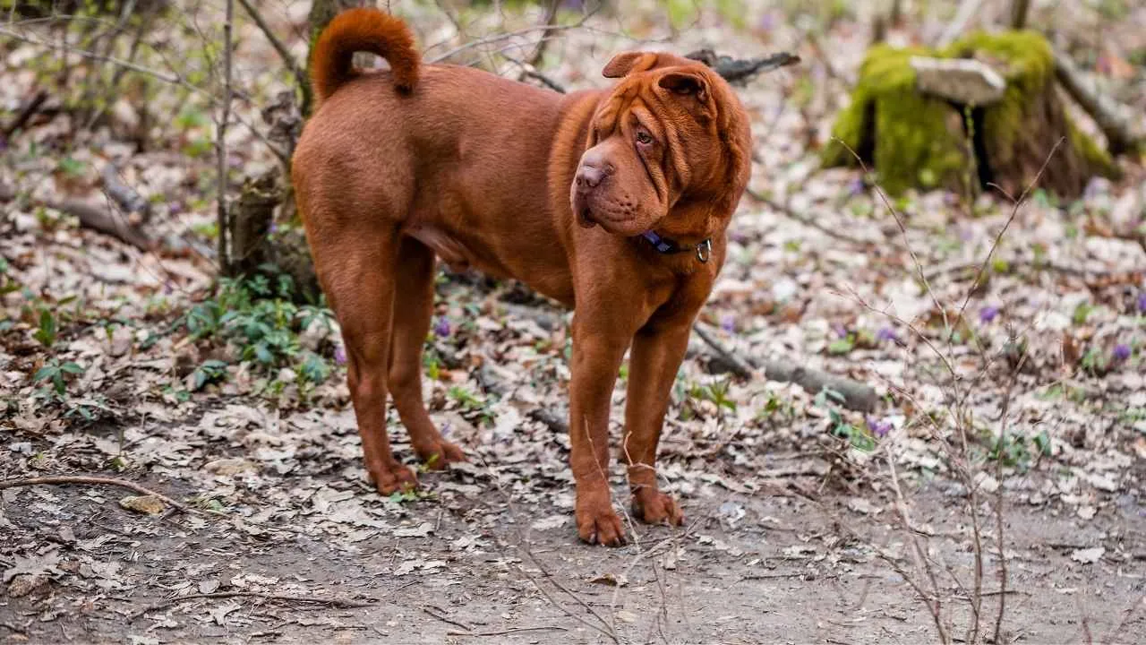 Shar Pei