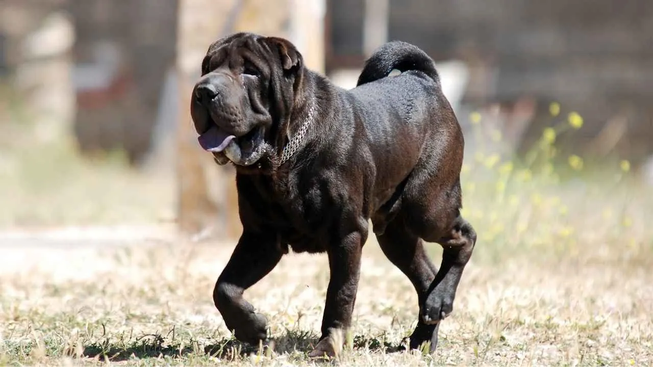 Shar Pei
