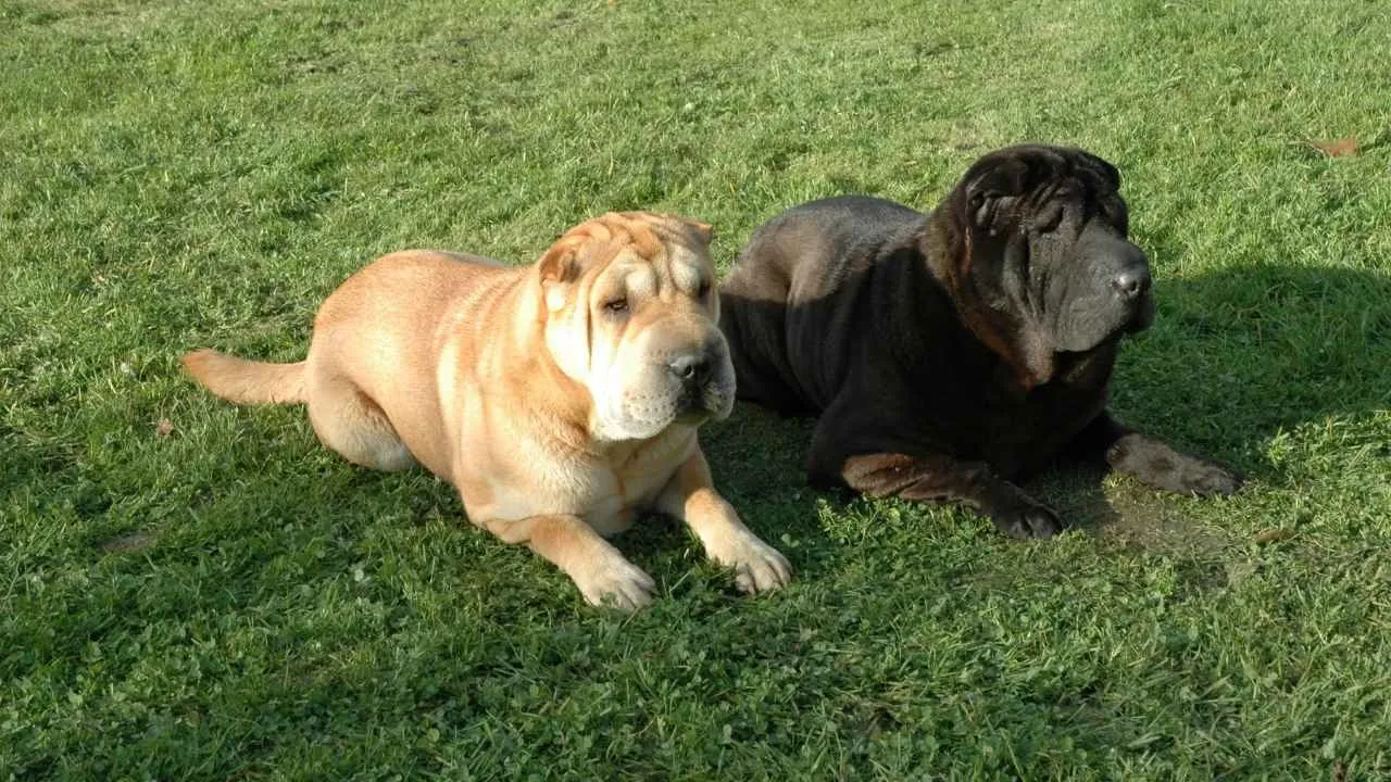 Shar Pei