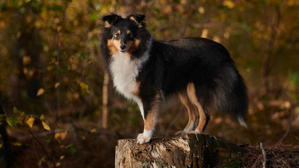Shetland-Sheepdog-10