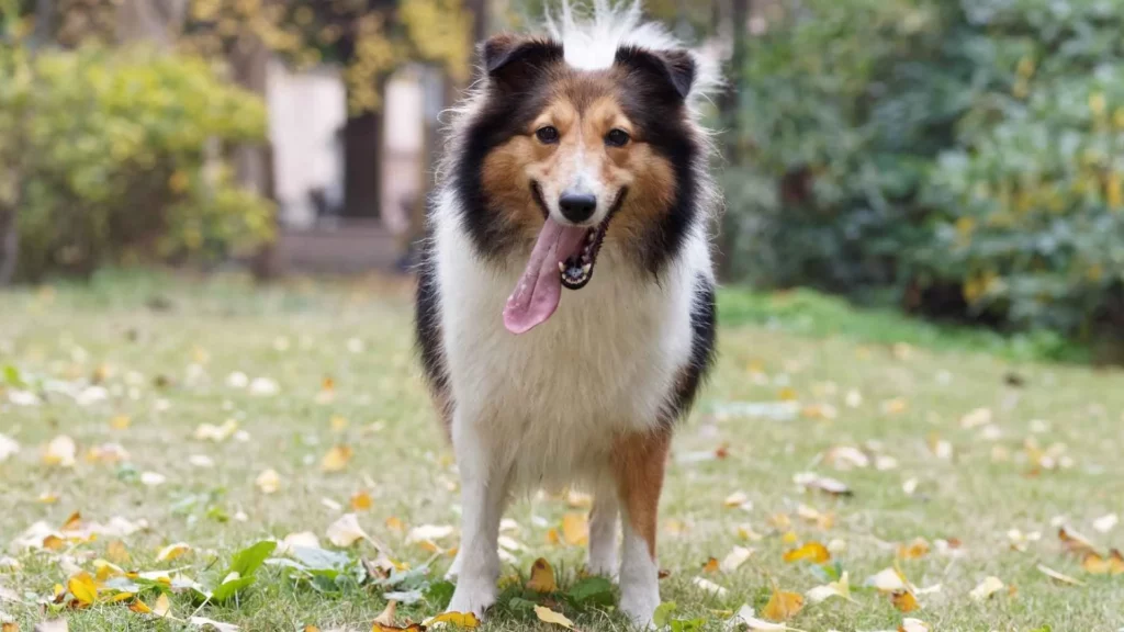 Shetland Sheepdog