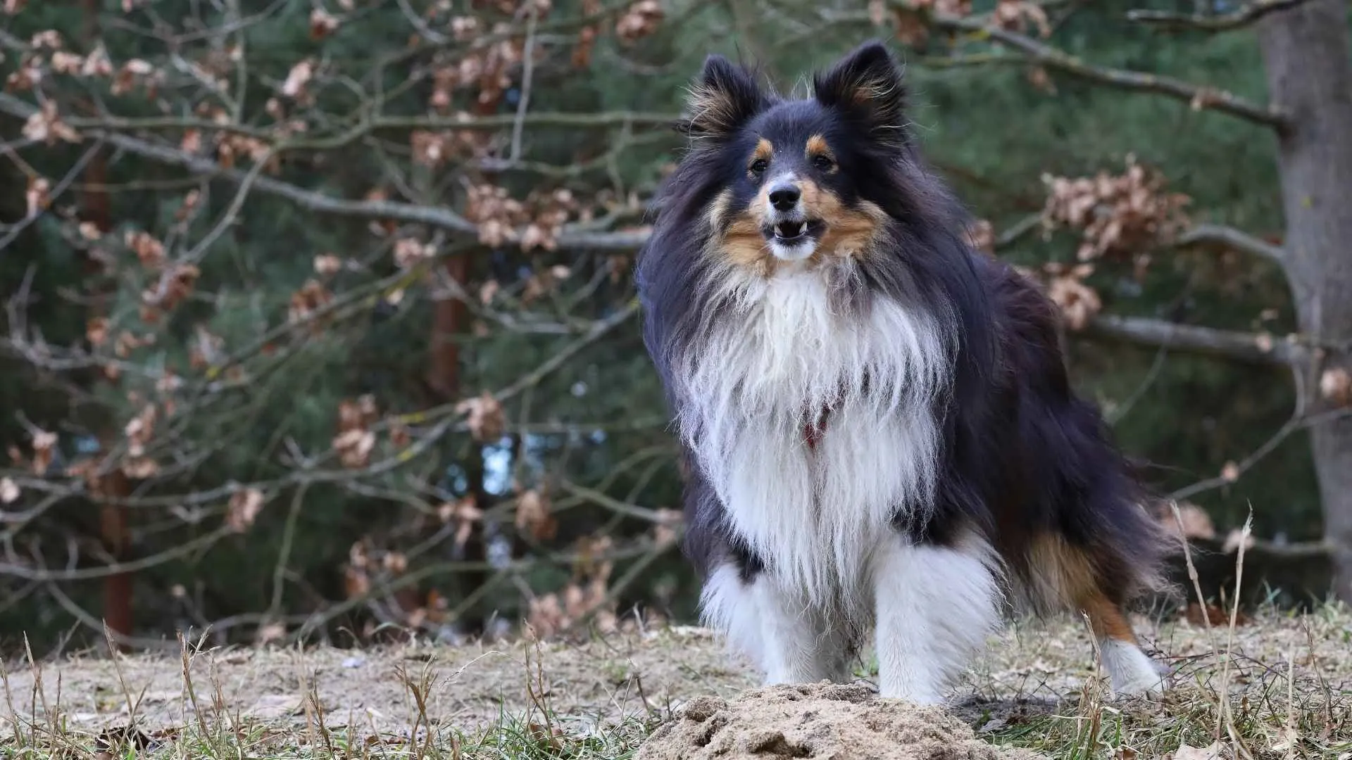 Shetland Sheepdog