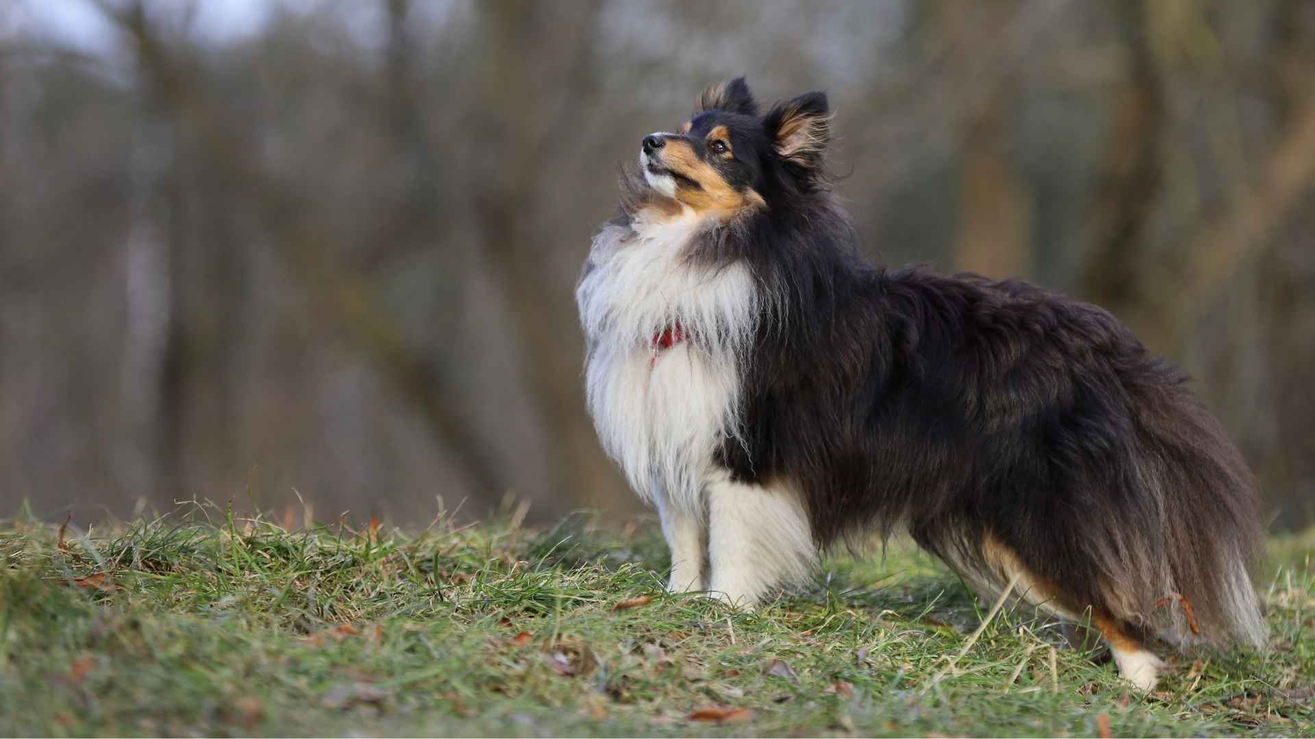 Shetland Sheepdog