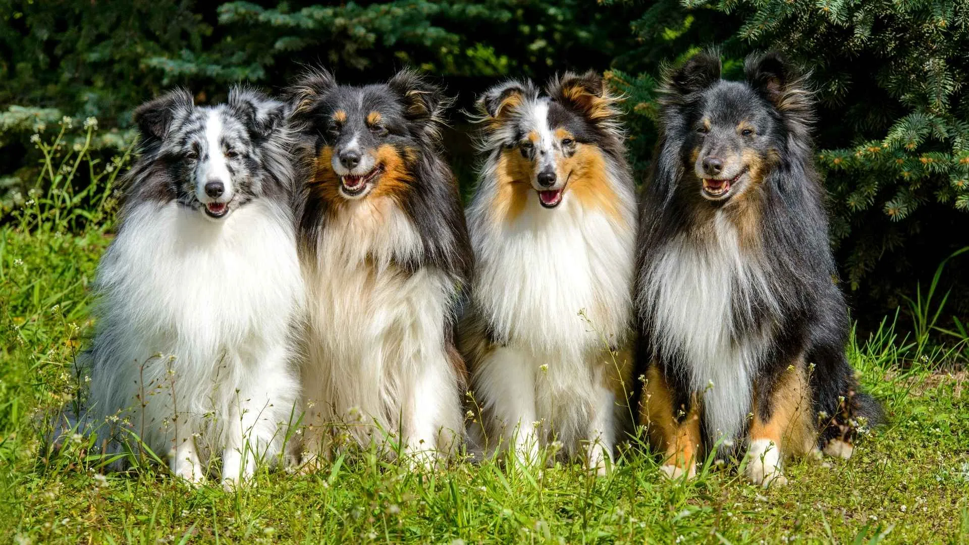 Shetland Sheepdog
