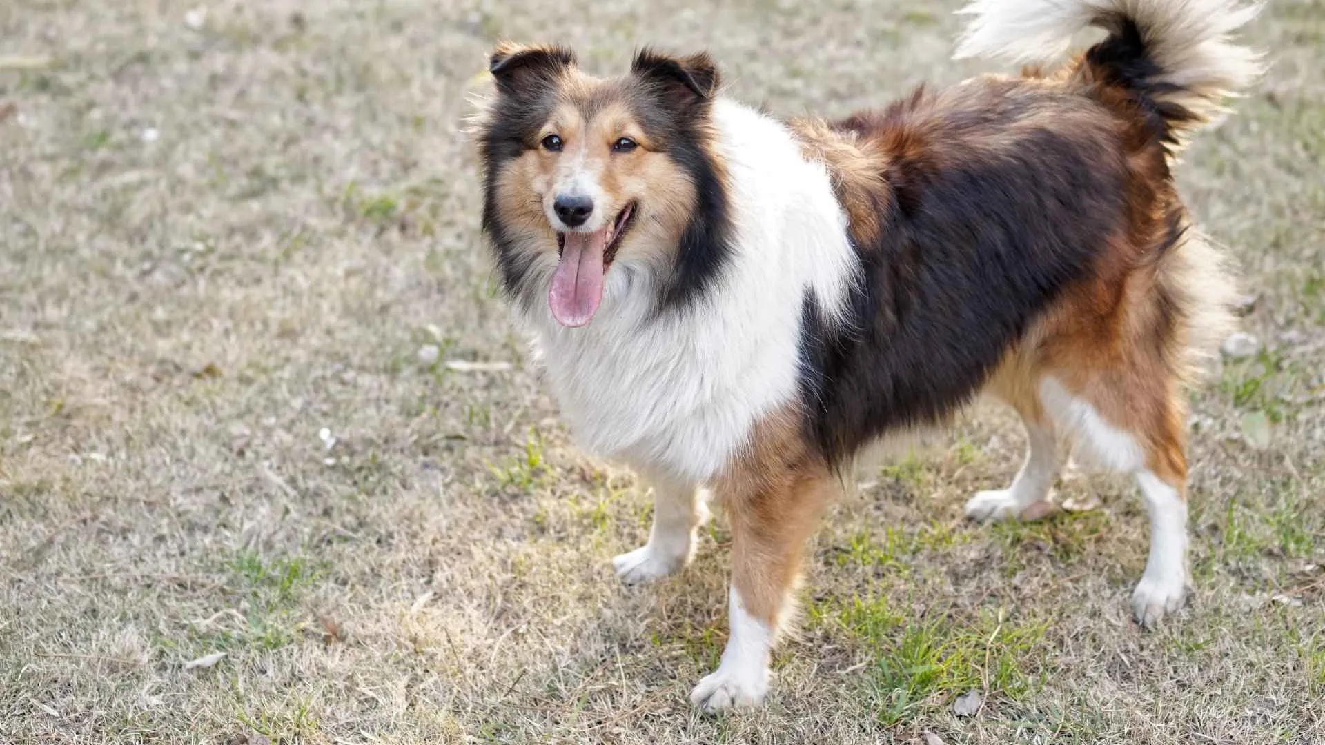 Shetland Sheepdog
