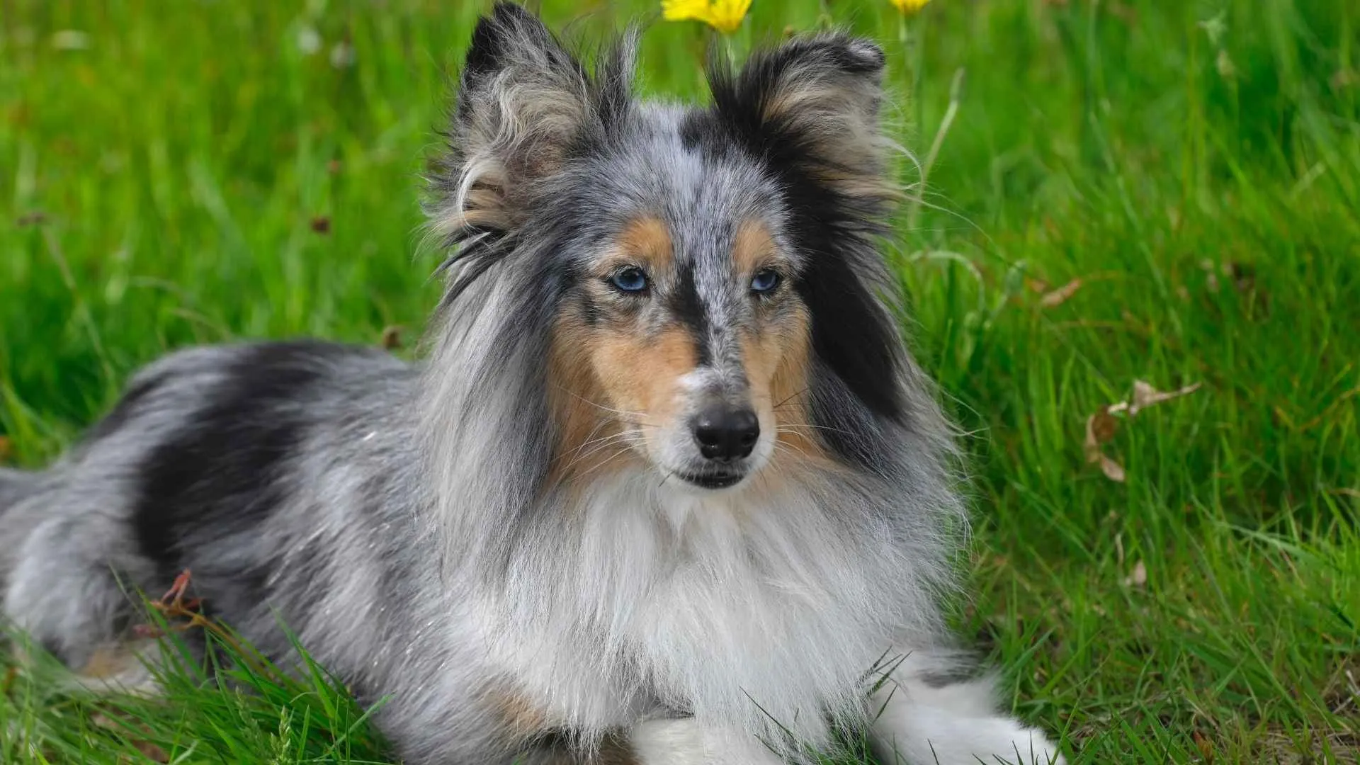 Shetland Sheepdog
