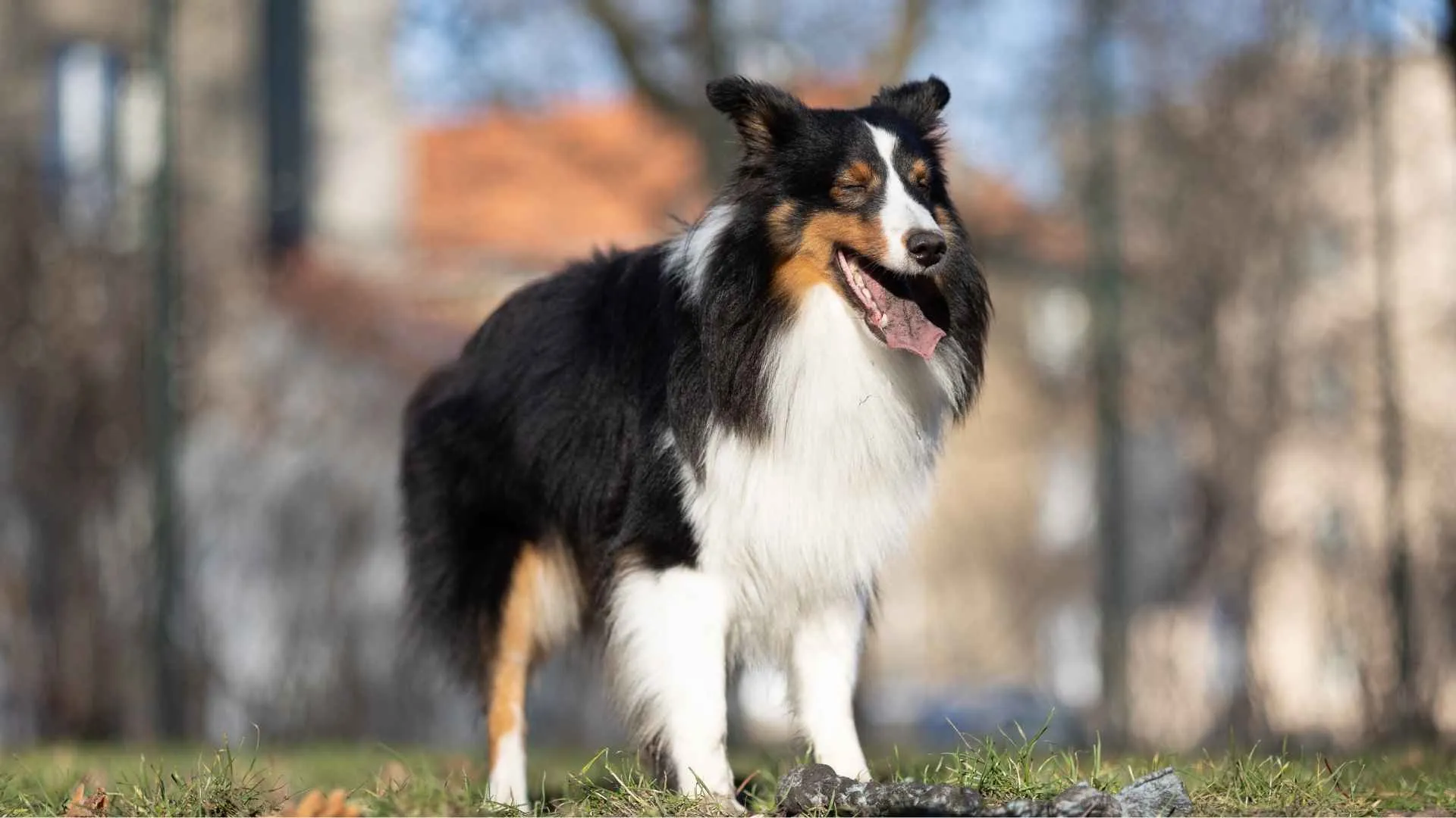 Shetland Sheepdog