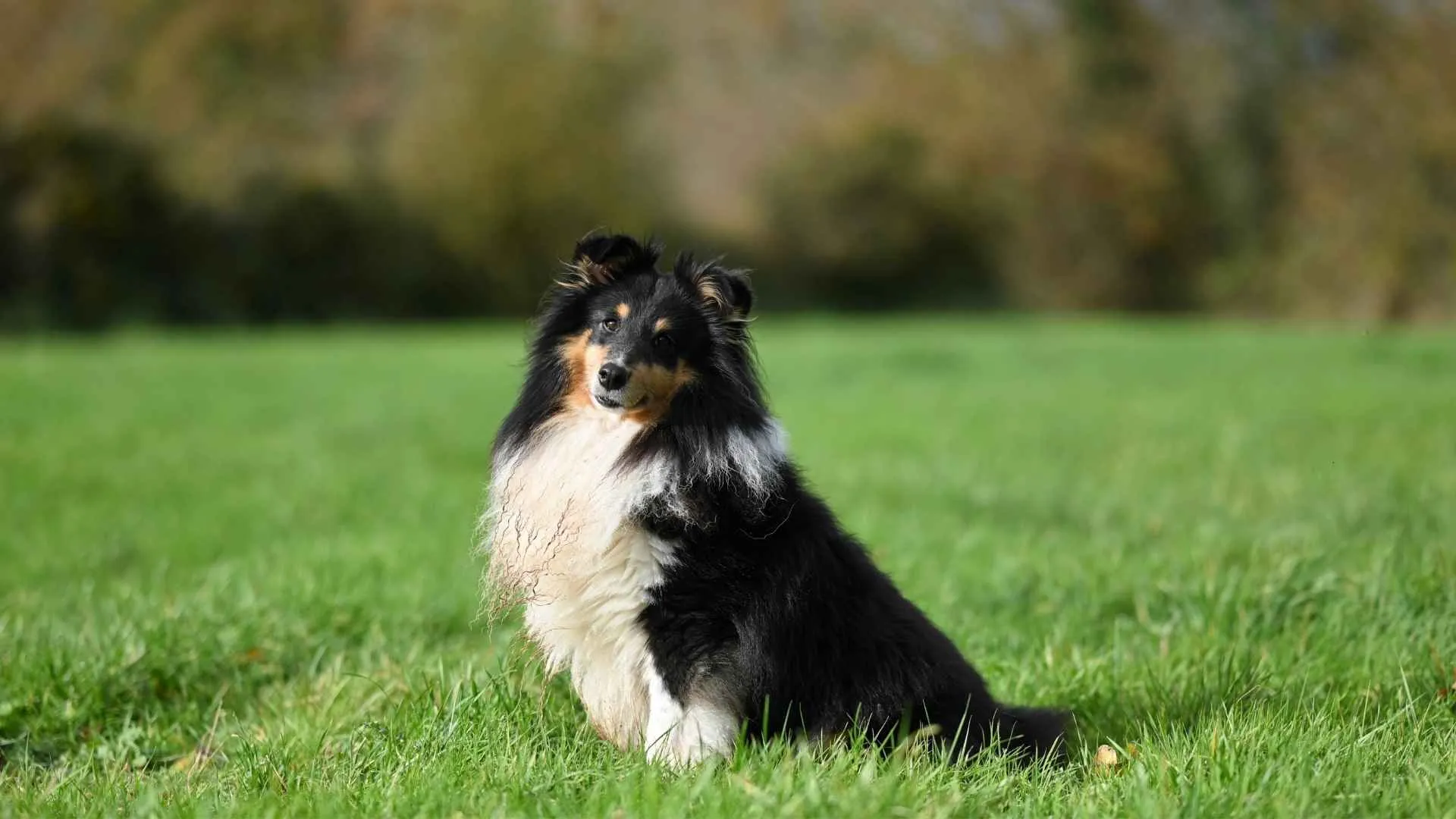 Shetland Sheepdog