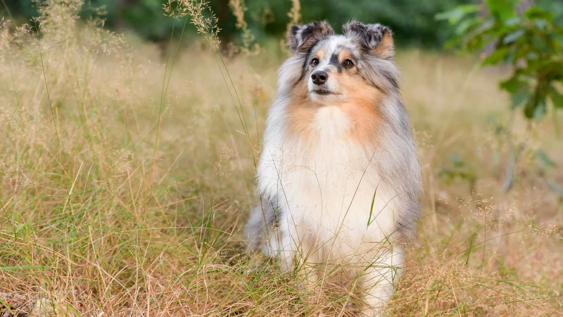 Shetland Sheepdog