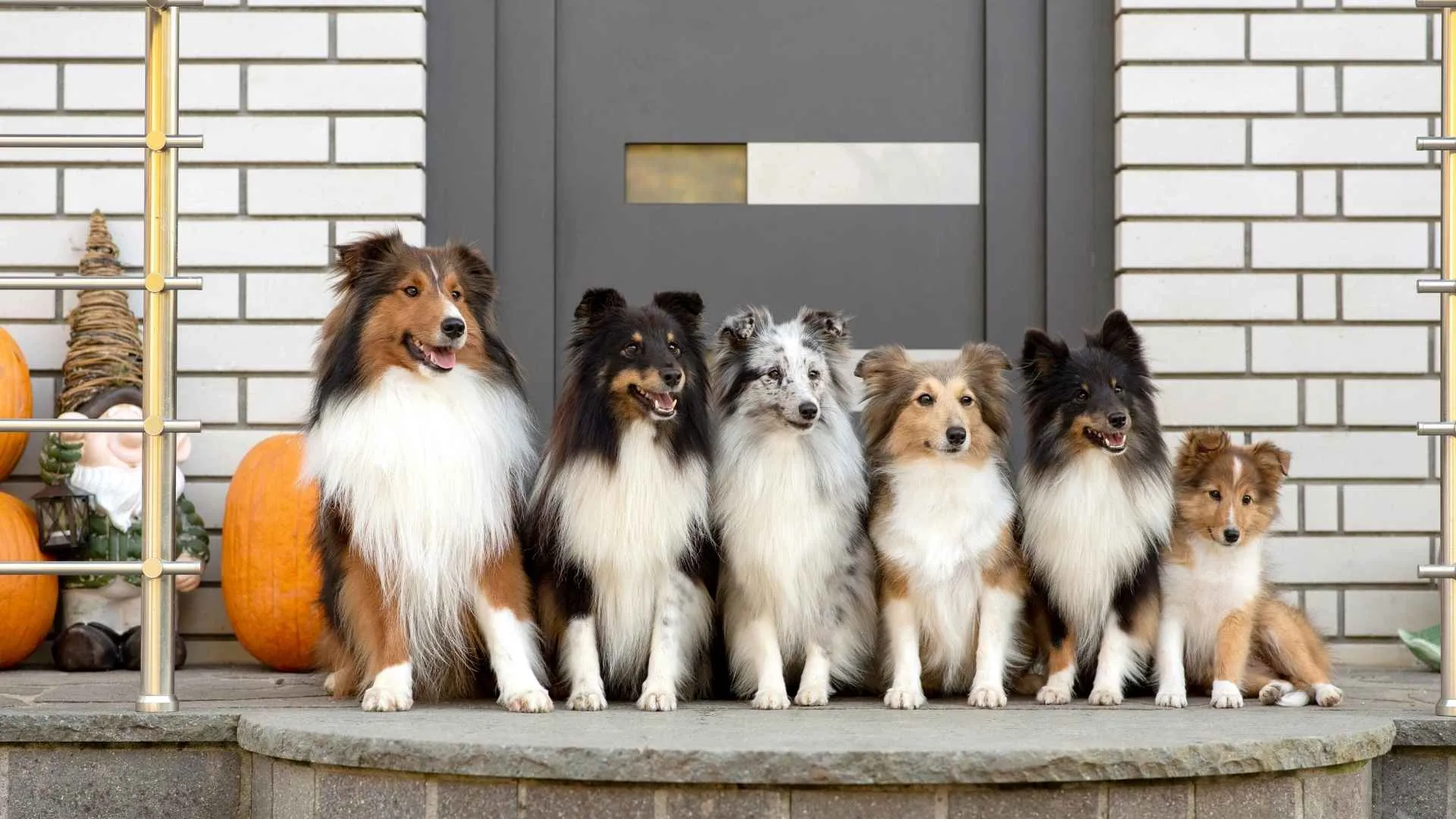 Shetland Sheepdog