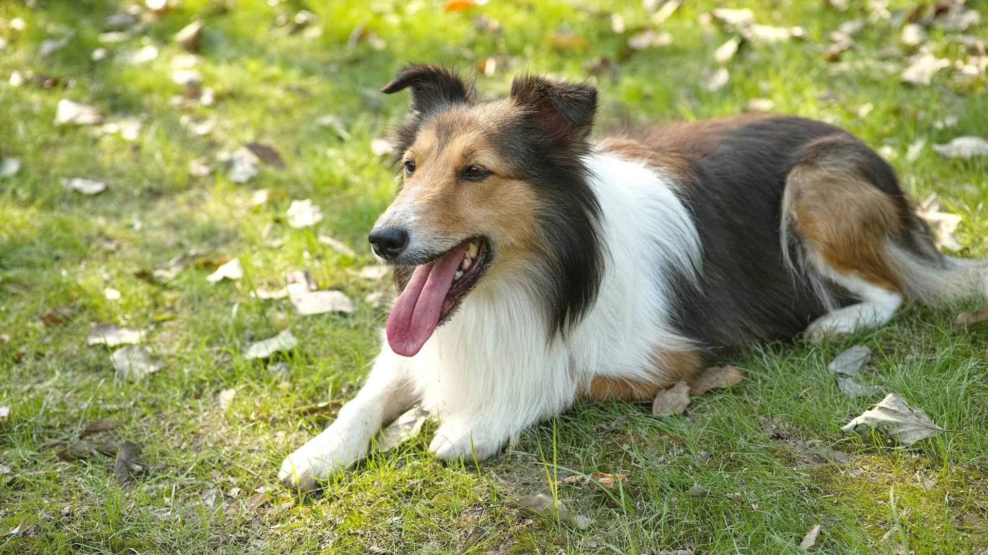 Shetland Sheepdog