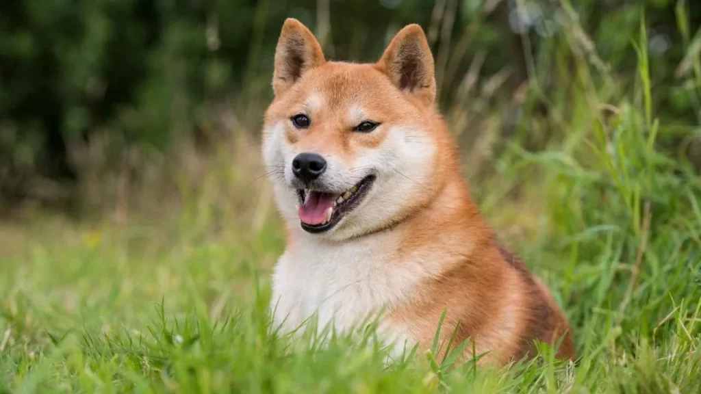 Shiba-Inu
