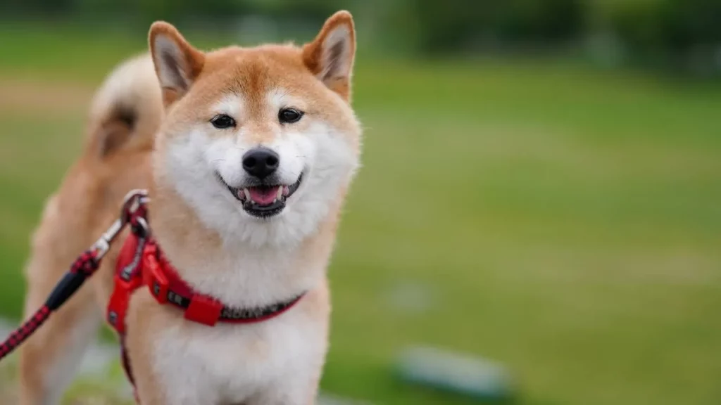 Do you love dogs, but you don't like their excessive barking? Find out 9 dog breeds that bark only when necessary, even alone, ensuring peace in your home.