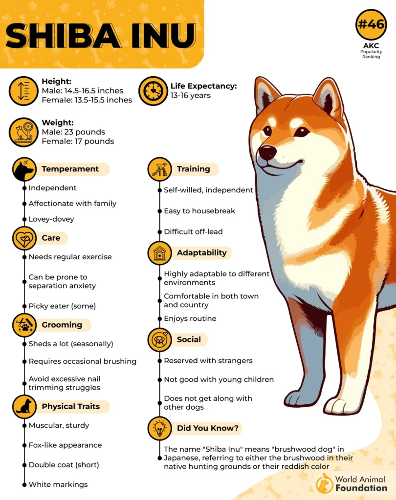 Shiba Inu