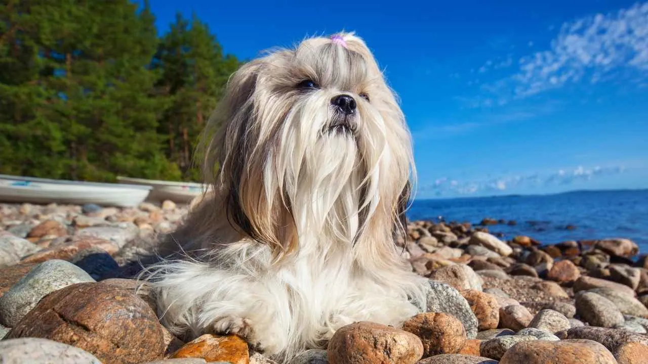 9 Dog Breeds That Have The Most Elegant Fur Types