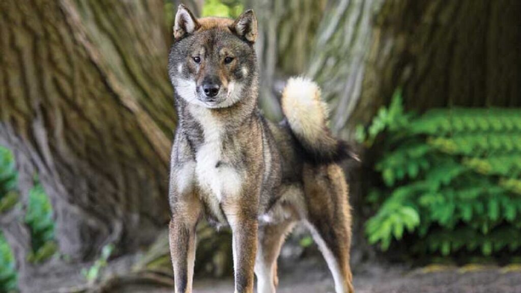 Shikoku