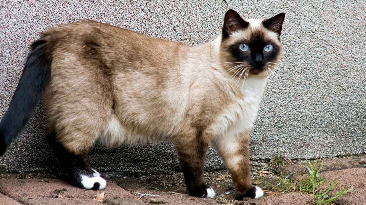 Siamese