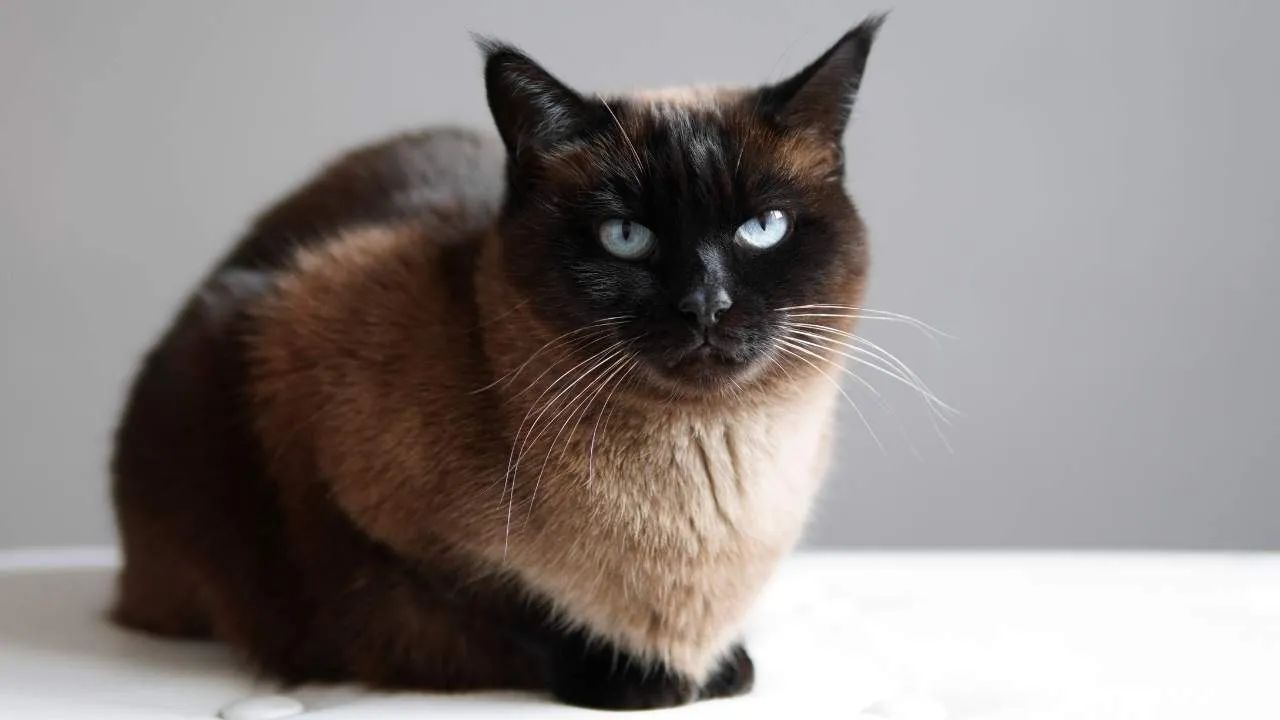 Siamese