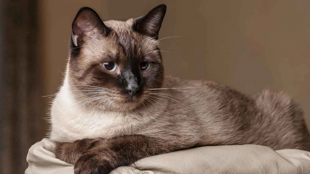 Siamese