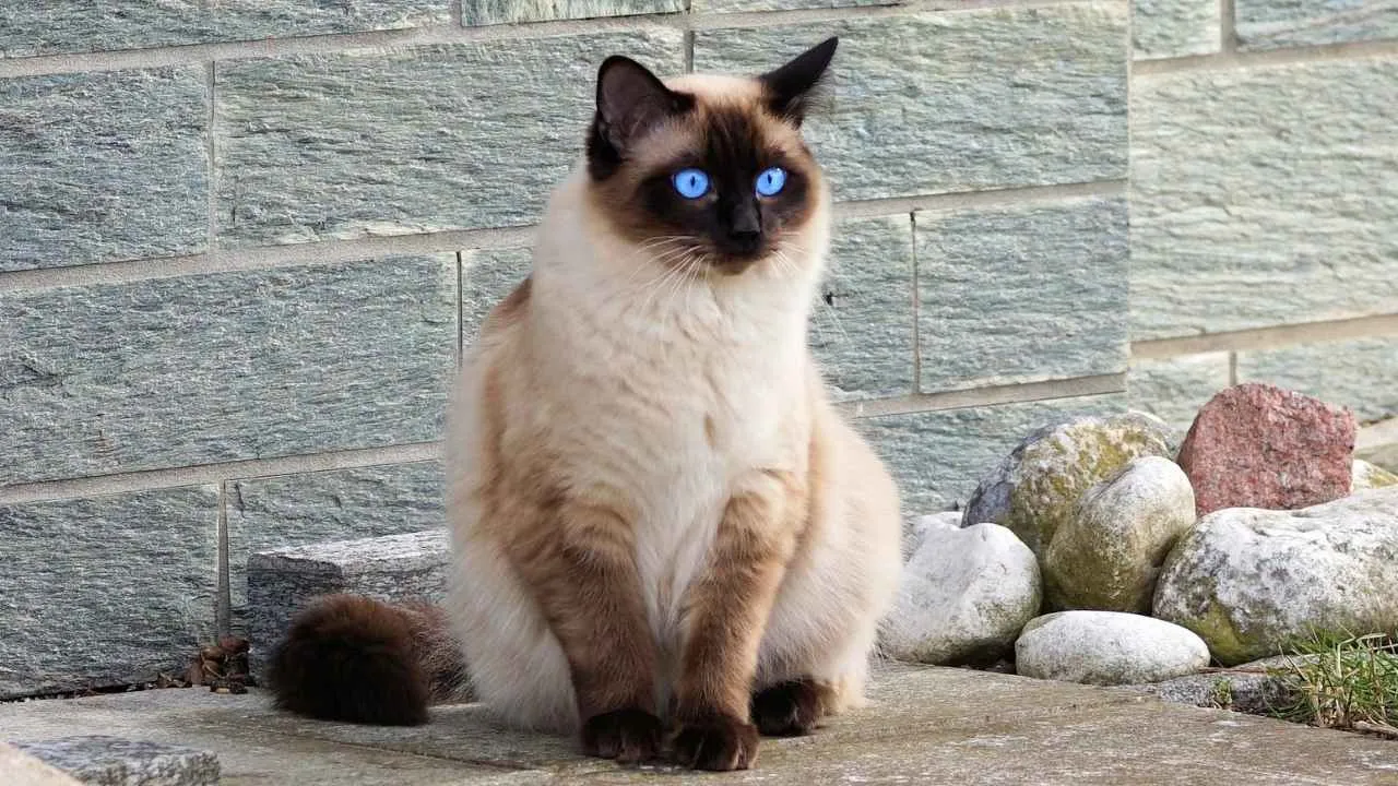 Siamese