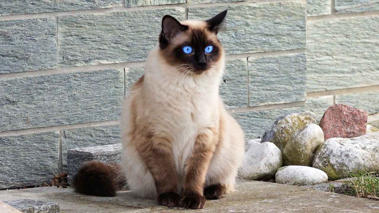 Siamese