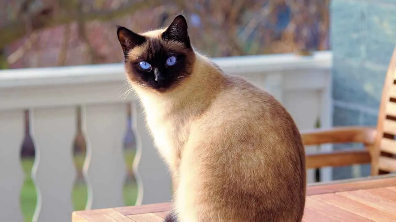 Siamese