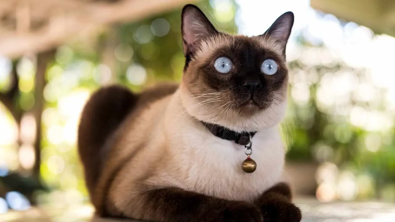 Siamese