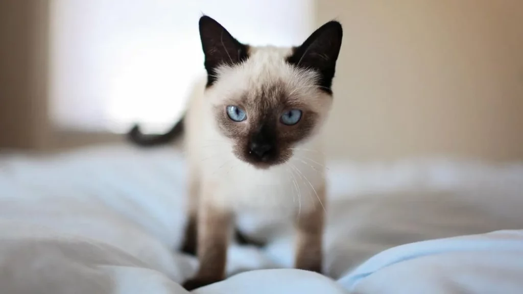 Siamese