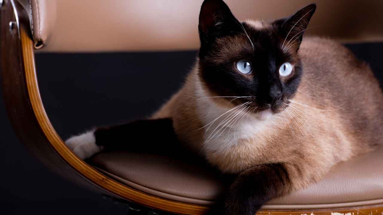 Siamese
