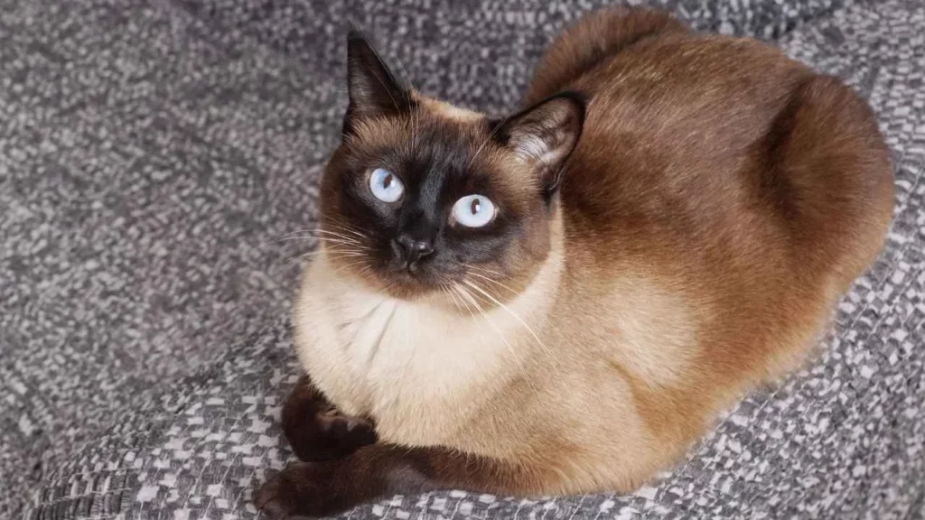 Siamese