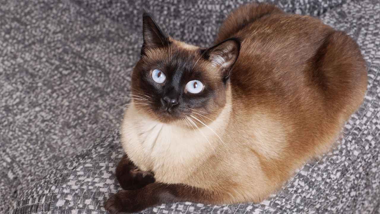 Siamese