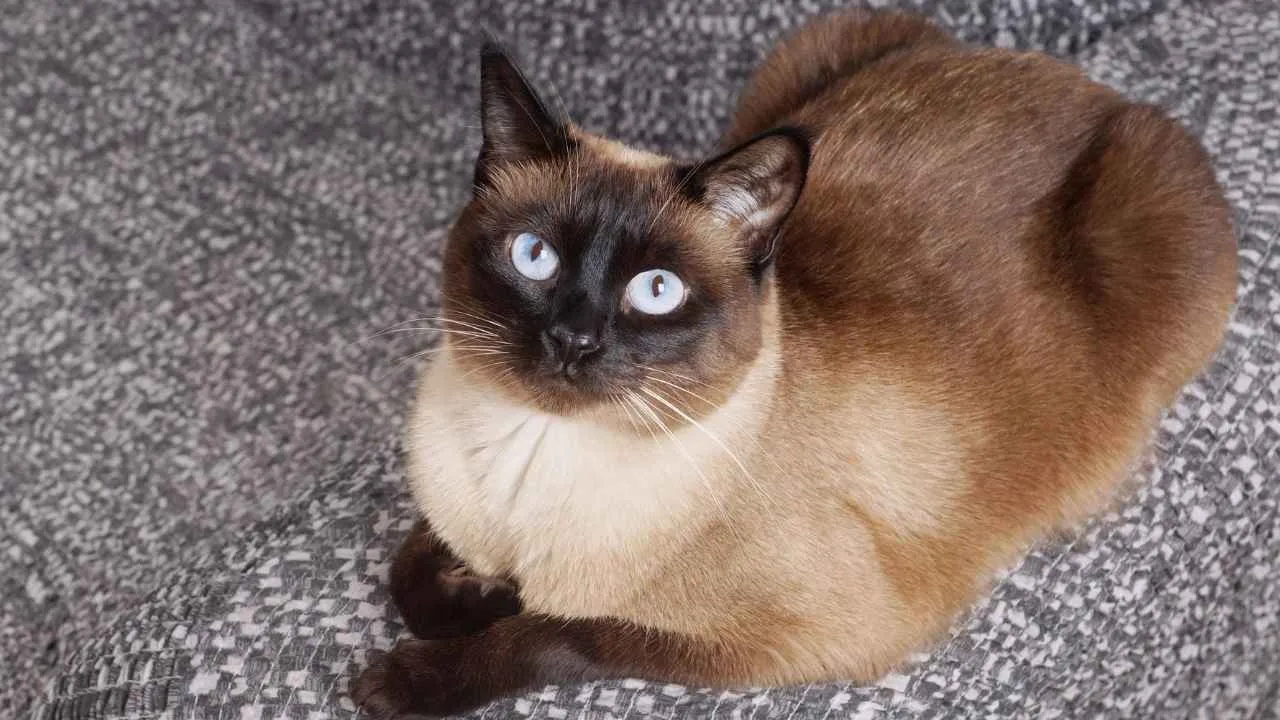 Siamese
