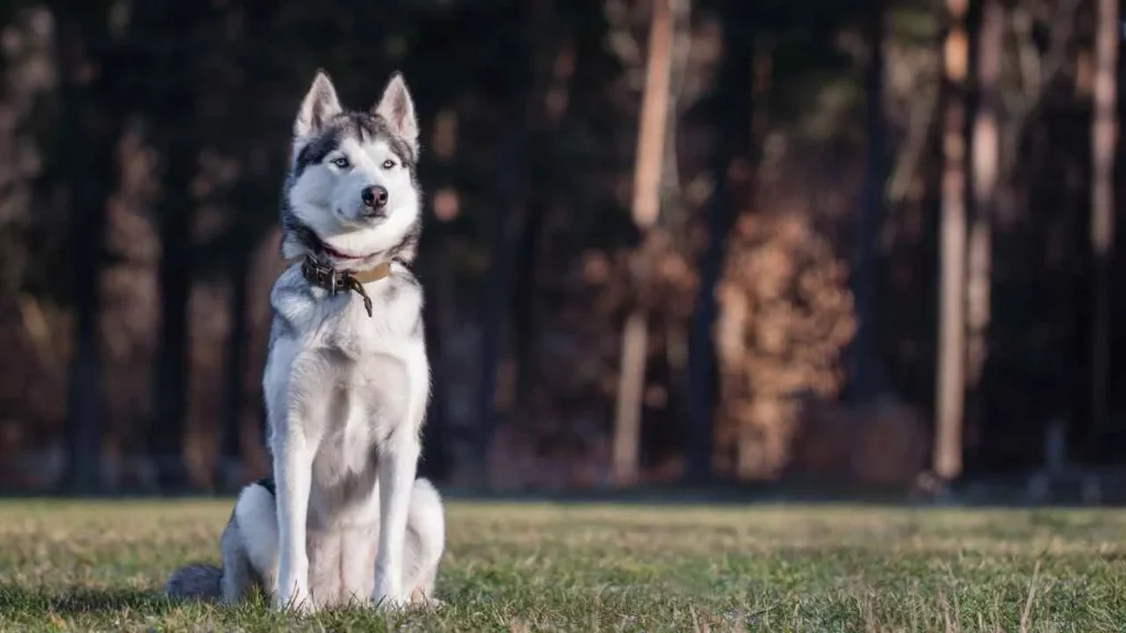 Siberian Husky