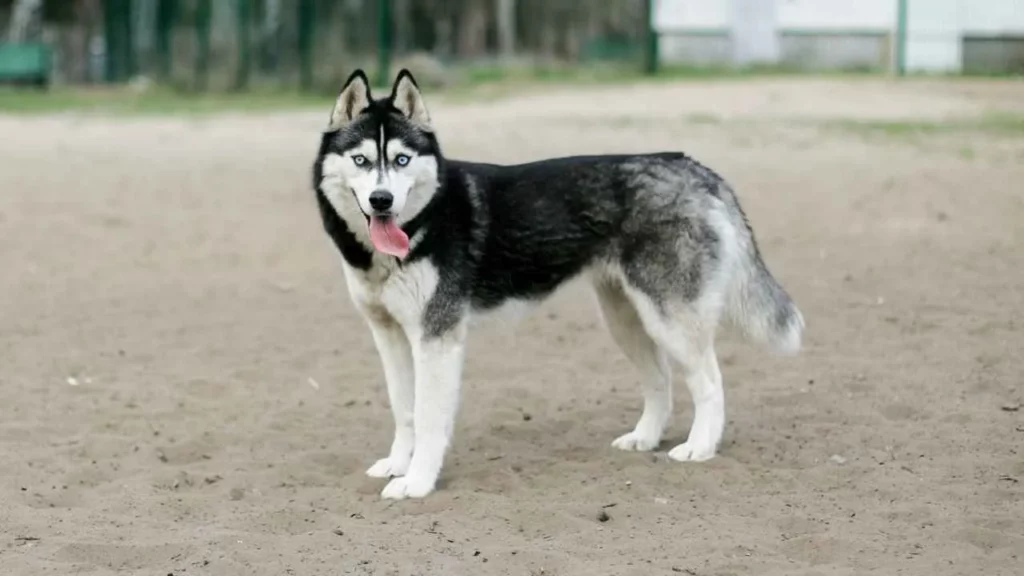 Siberian-Husky-13