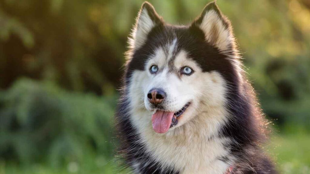 Siberian Husky