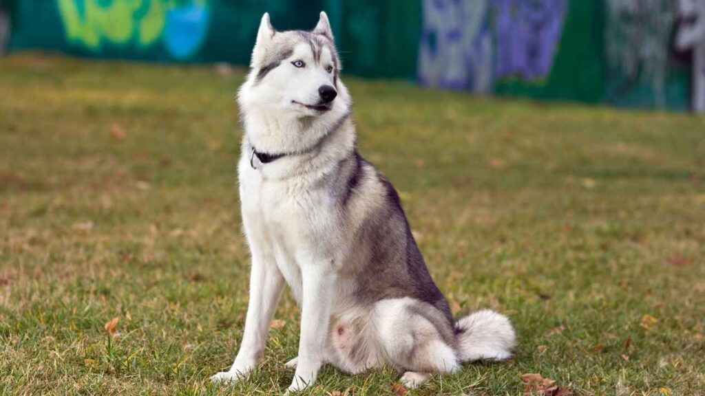 Siberian-Husky-18-1-2