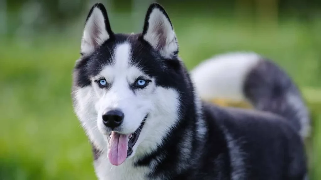 Siberian Husky