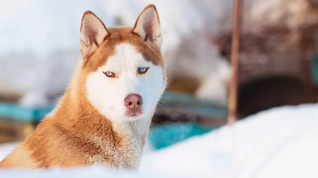 Siberian Huskie