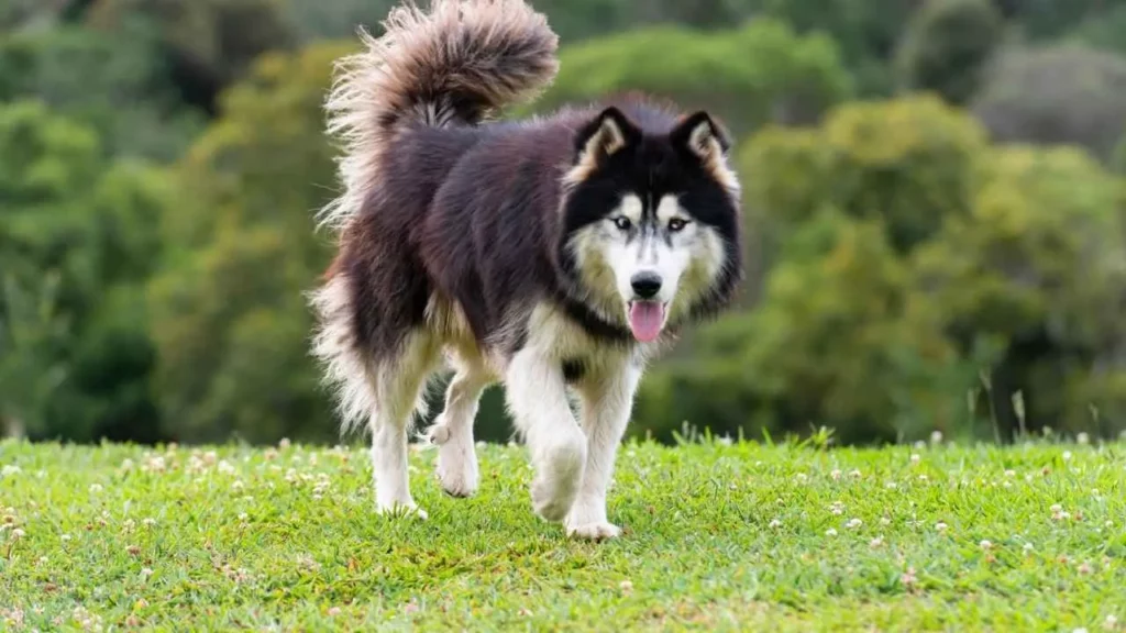 siberian husky