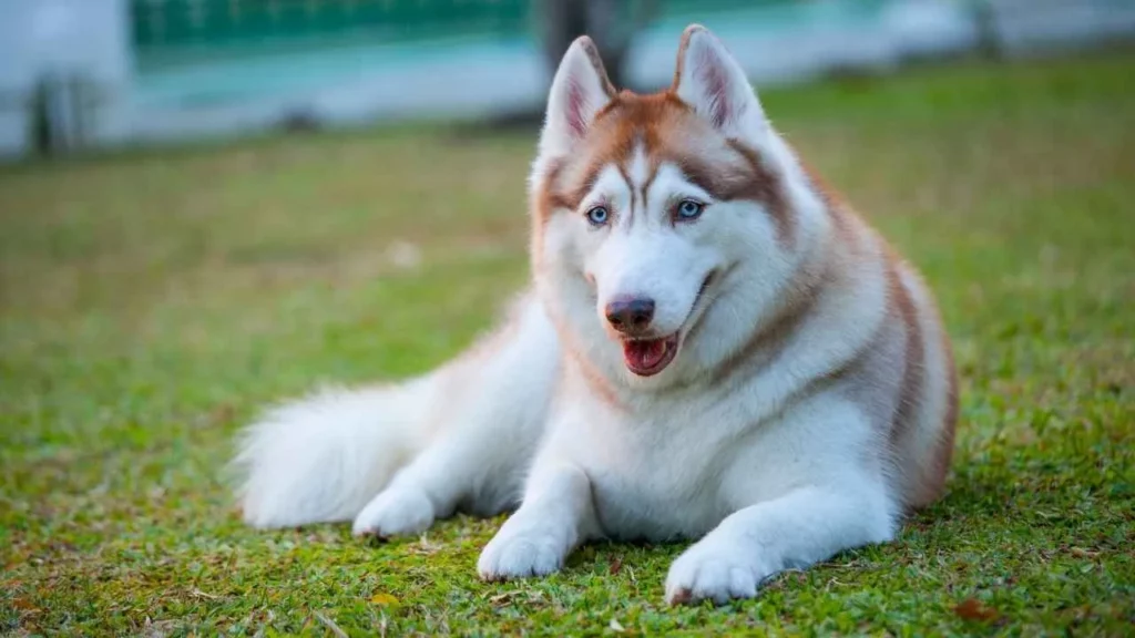 siberian husky
