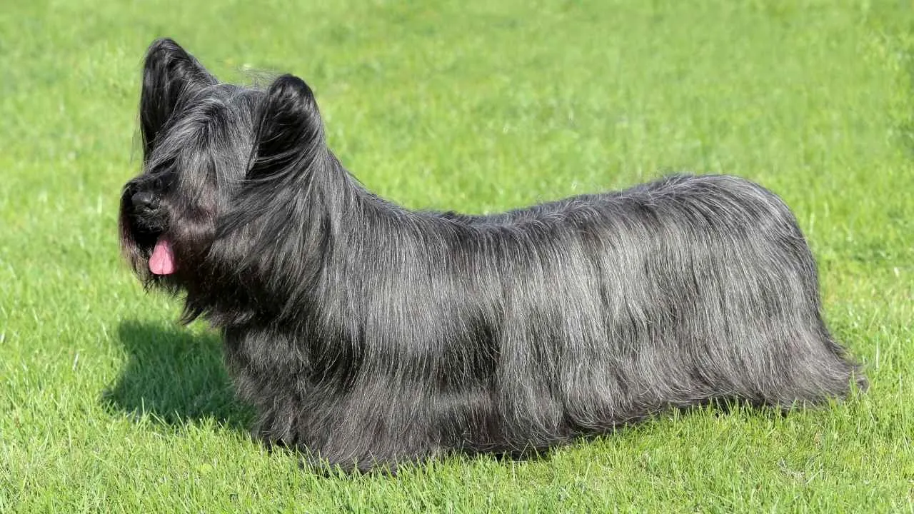 Skye Terrier