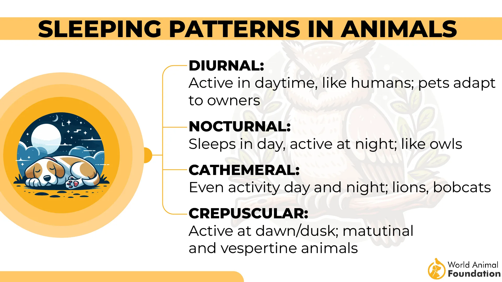 Sleeping Patterns in Animals-01