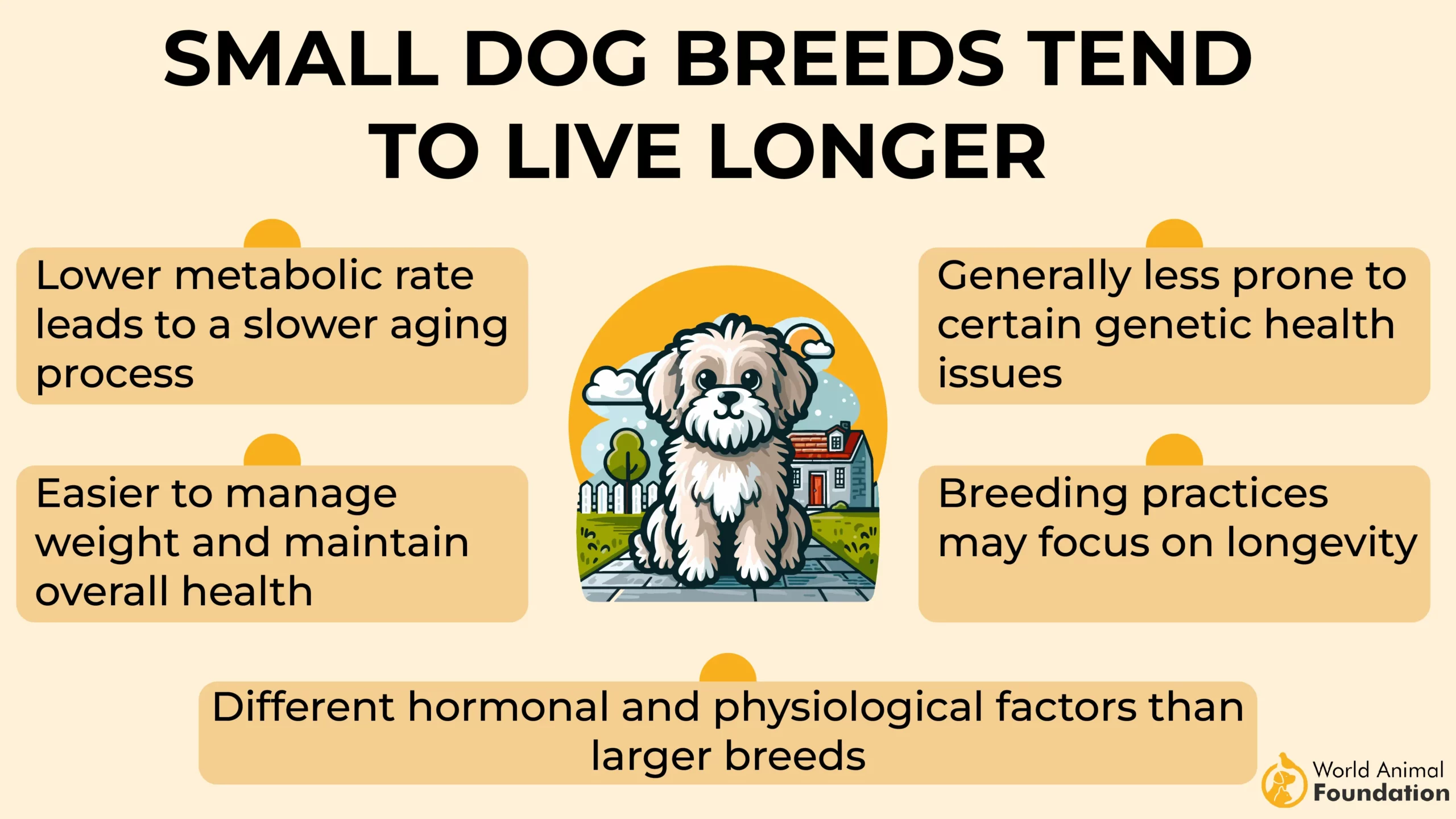 Small dog breeds tend to live longer-01