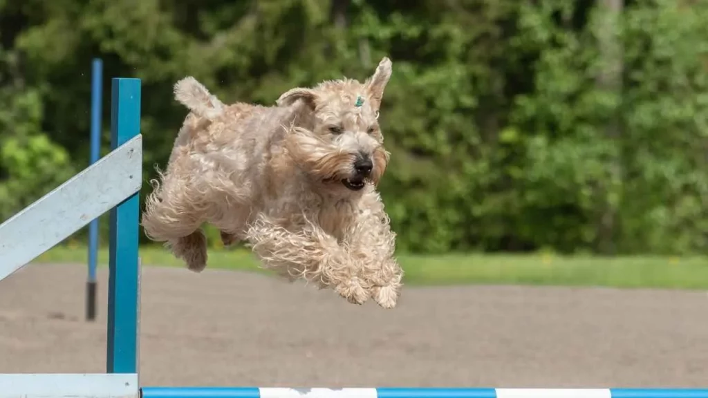 self coated wheaten terrier