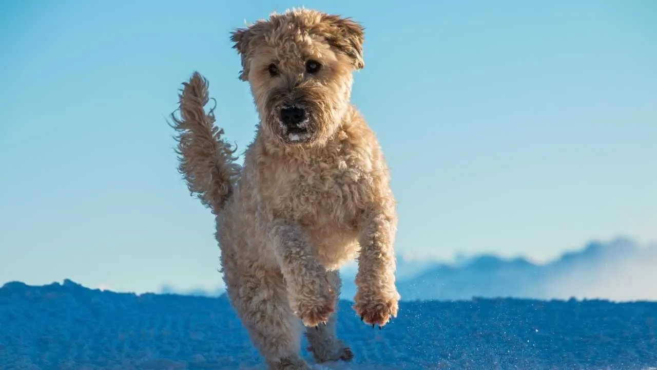 Soft Coated Wheaten Terrier