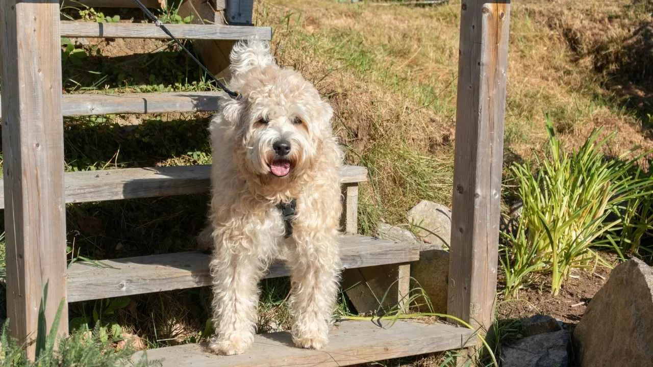 Soft Coated Wheaten Terrier